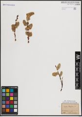 Foto von Salix caprea L.